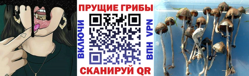 Псилоцибиновые грибы Psilocybine cubensis  Купить закладки  Безенчук 